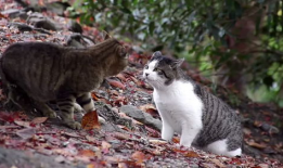 猫咪打架视频,一场视觉盛宴的打架视频回顾